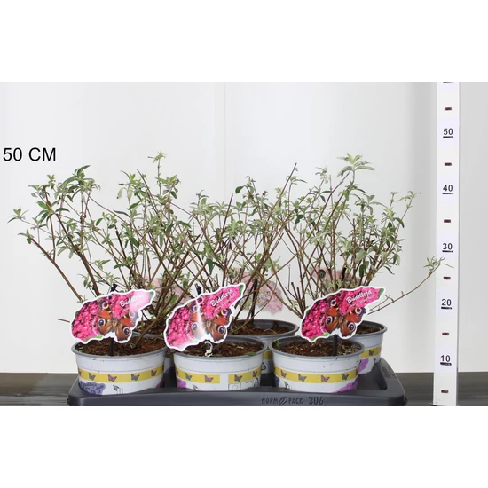 Nyári orgona BUDDLEJA DAVIDII ROYAL RED 40/45 K2