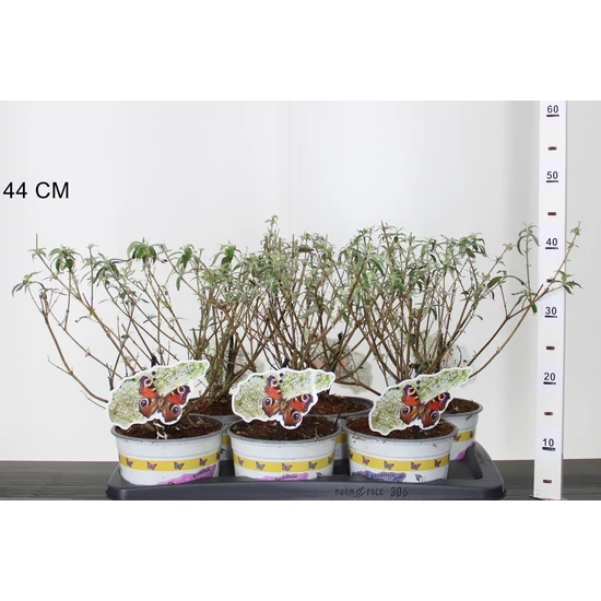 Nyári orgona BUDDLEJA DAVIDII WHITE PROFUSION 40/45 K2