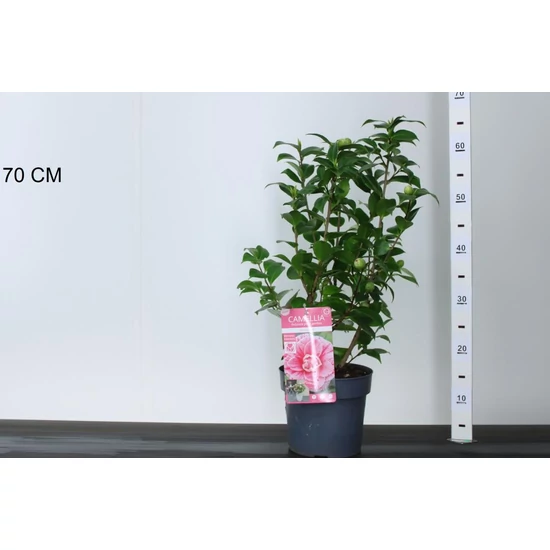 Kamélia   CAMELLIA JAPONICA BONOMIANA 30/40 K3