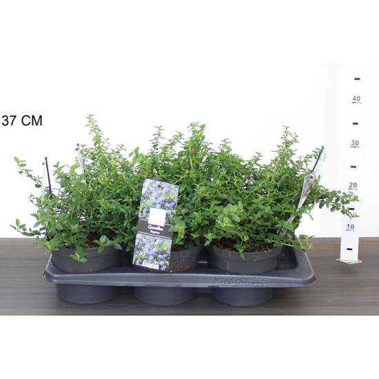 Kék táskavirág CEANOTHUS THYRSIFLORUS REPENS 15/+ CS17