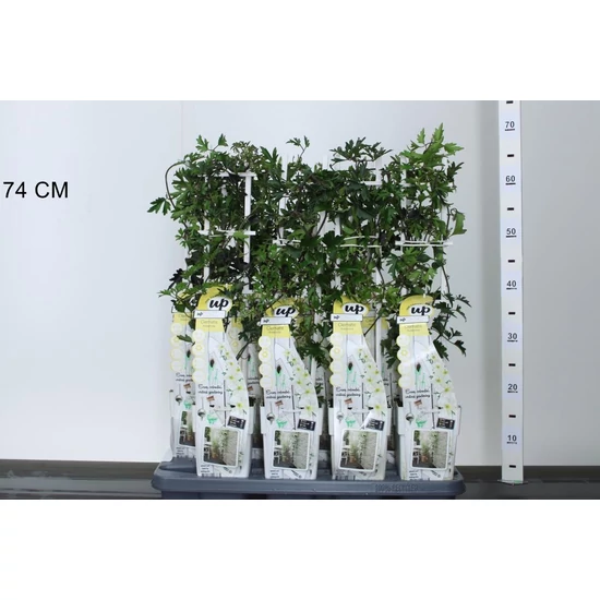 Iszalag    CLEMATIS CARTMANII AVALANCHE 60/70 CS15
