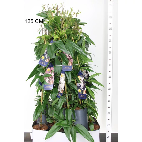 Kerti iszalag  CLEMATIS ARMANDII 80/100 K2