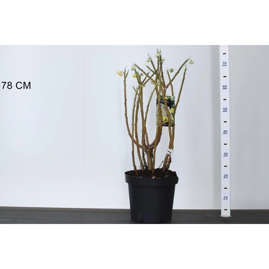 Papírcserje    EDGEWORTHIA CHRYSANTHA GRANDIFLORA 40/60 K7,5