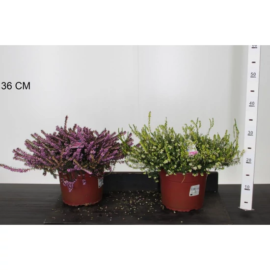 Alpesi hanga ERICA DARLEYENSIS 30/35 CS21