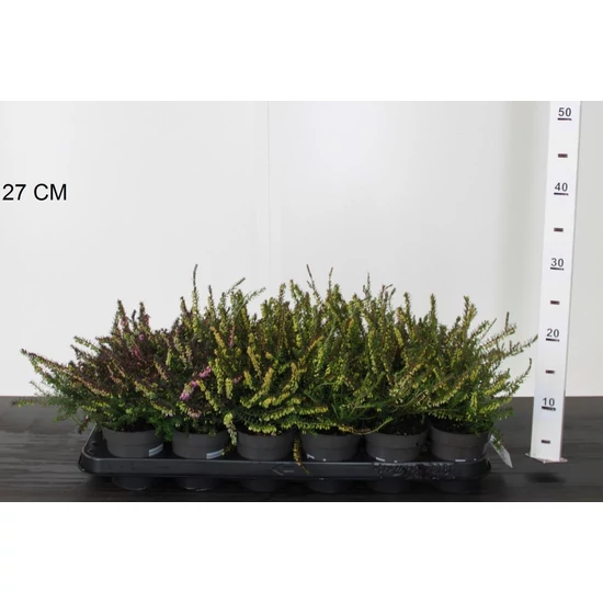 Alpesi hanga ERICA DARLEYENSIS 210/15 CS9,5