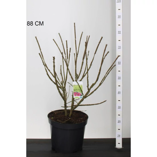 Szárnyas kecskerágó   EUONYMUS ALATUS 50/55 K10
