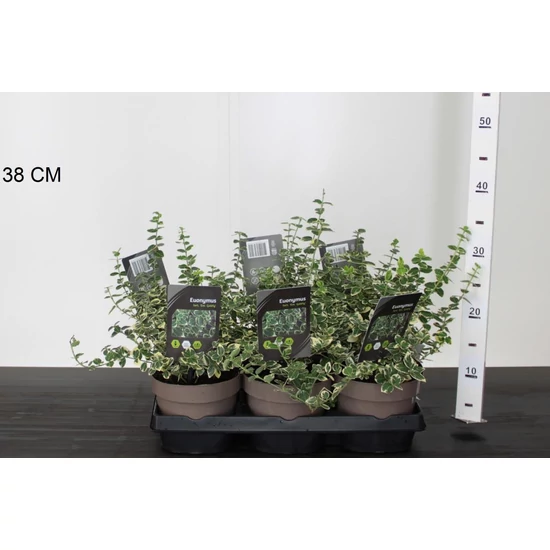 Repkény kecskerágó  EUONYMUS FORTUNEI EMERALD GAIETY 15/20 CS15