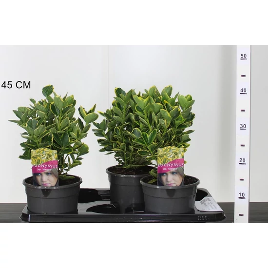 Japán kecskerágó    EUONYMUS JAPONICUS MARIKE 25/30 K2,5