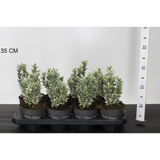 Japán kecskerágó  EUONYMUS JAPONICUS WHITE SPIRE 20/25 CS13