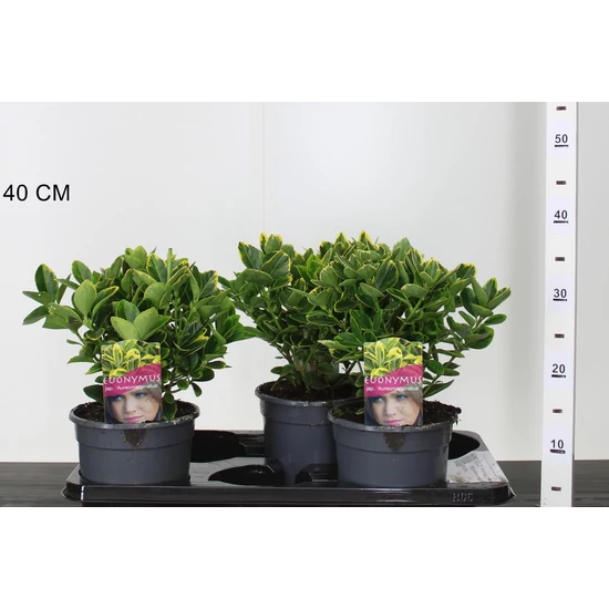 Japán kecskerágó EUONYMUS JAPONICUS AUREOMARGINATUS 25/30 K2,5