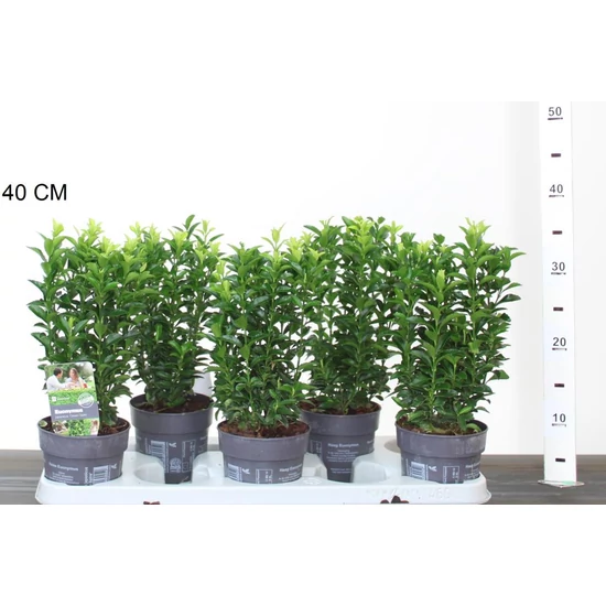 Japán kecskerágó EUONYMUS JAPONICUS GREEN SPIRE 20/25 CS12