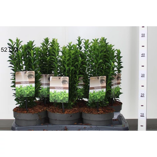 Japán kecskerágó  EUONYMUS JAPONICUS GREEN SPIRE 25/30 CS17
