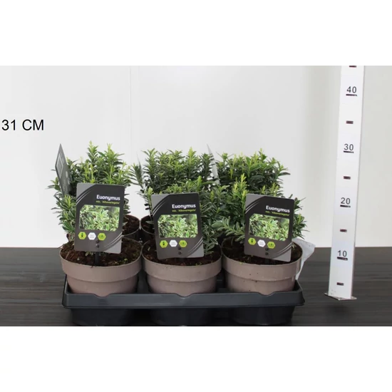 Japán kecskerágó  EUONYMUS JAPONICUS MICROPHYLLUS ALBOVARIEGATUS 20/25 CS15