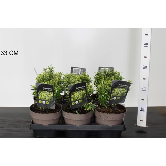 Japán kecskerágó  EUONYMUS JAPONICUS MICROPHYLLUS AUREOVARIEGATUS 20/25 CS15