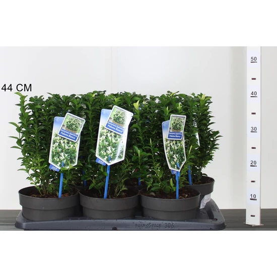Japán kecskerágó  EUONYMUS JAPONICUS PALOMA BLANCA 20/25 CS17