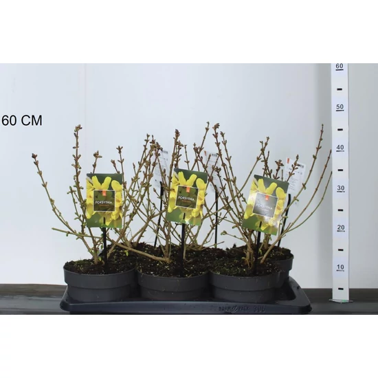 Aranyvessző FORSYTHIA INTERMEDIA GOLDRAUSCH 30/40 K2