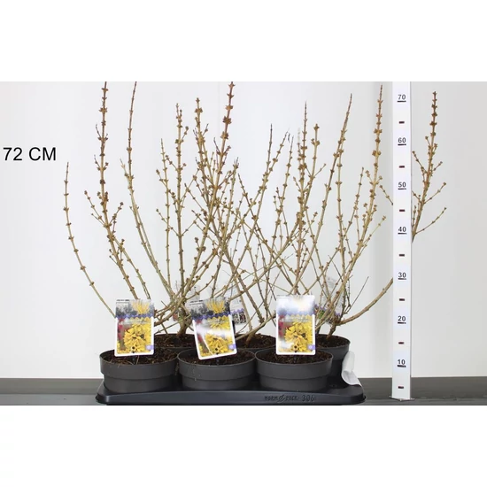 Aranyvessző FORSYTHIA INTERMEDIA MIKADOR 60/70 K4,5