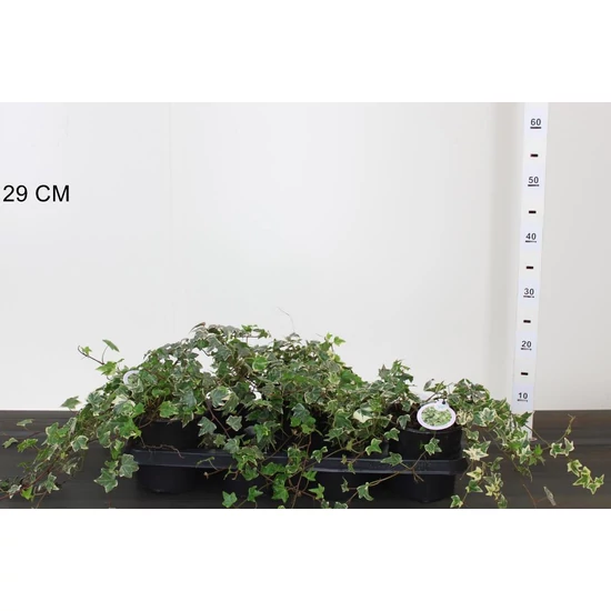 Közönséges borostyán   HEDERA HELIX WHITE RIPPLE 20/25CM CS14