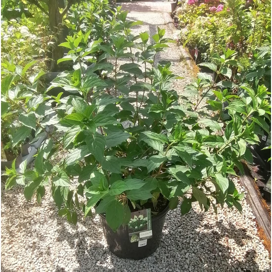 Bugás hortenzia HYDRANGEA PANICULATA POLAR BEAR K20
