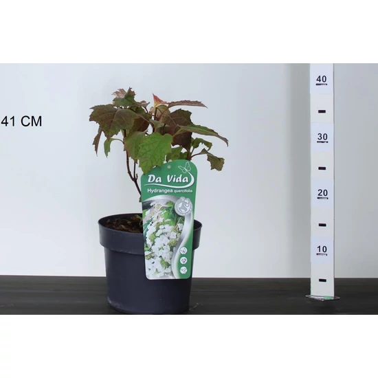 Tölgylevelű hortenzia   HYDRANGEA QUERCIFOLIA 25/30 K3