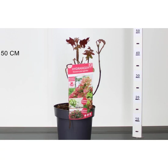 Tölgylevelű hortenzia  HYDRANGEA QUERCIFOLIA RUBY SLIPPERS 30/40 K3