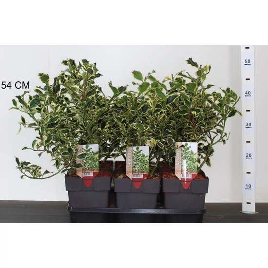 Nagylevelű magyal ILEX AQUIFOLIUM ARGENTEA MARGINATA 20/25 CS17
