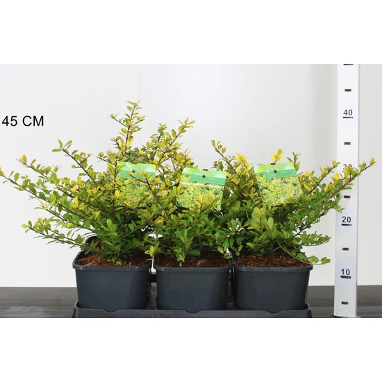 Csipkéslevelű magyal  ILEX CRENATA GOLDEN GEM 15/20 K2