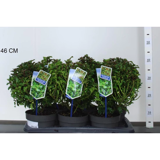 Kékeslevelű magyal  ILEX MESERVEAE LITTLE RASCAL 20/25 CS17