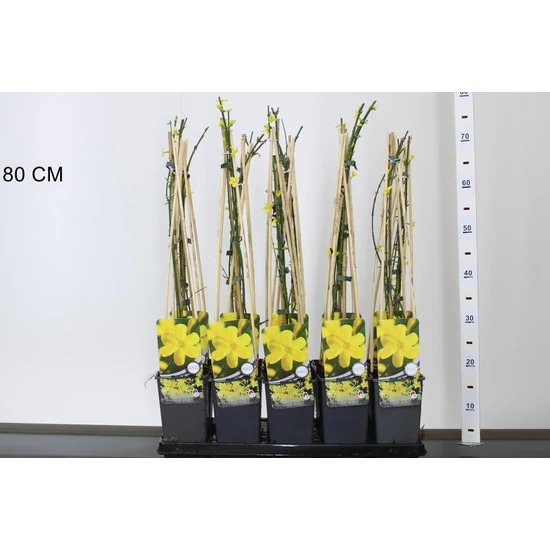 Téli jázmin JASMINUM NUDIFLORUM 25/30 CS14