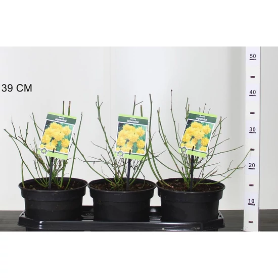 Teltvirágú boglárkacserjeKERRIA JAPONICA PLENIFLORA 25/35 CS19