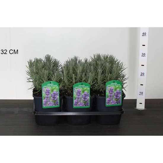 Levendula LAVANDULA ANGUSTIFOLIA MUNSTEAD K2