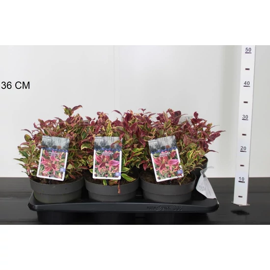 Fürtös hanga   LEUCOTHOE AXILLARIS FIRESTAR 20/25 K2