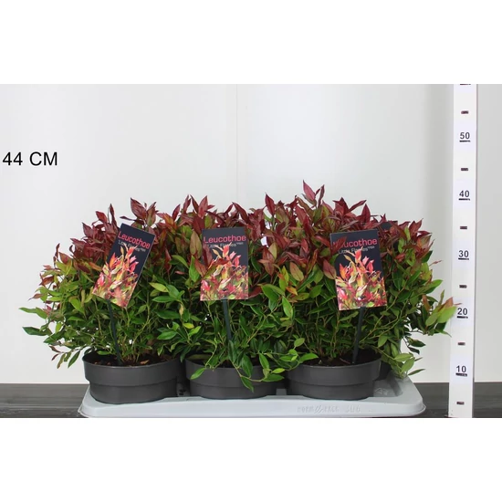 Fürtös hanga   LEUCOTHOE AXILLARIS LITTLE FLAME 20/25 CS17