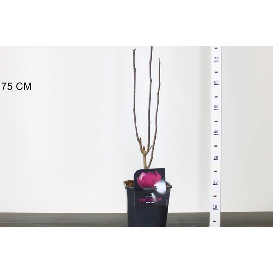 Liliomfa   MAGNOLIA BLACK TULIP 50/60 K4,5