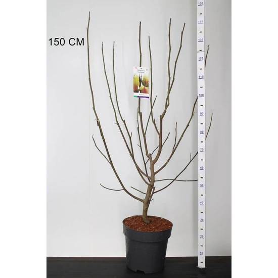LiliomfaMAGNOLIA SUNSATION 100/125 K12