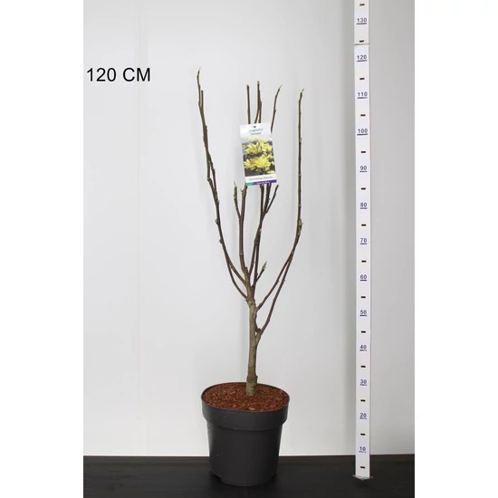 LiliomfaMAGNOLIA SUNSPIRE 80/100 K10