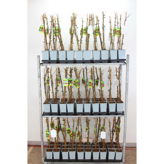 Repkény vadszőlő   PARTHENOCISSUS TRICUSPIDATA VEITCHII 70CM K2