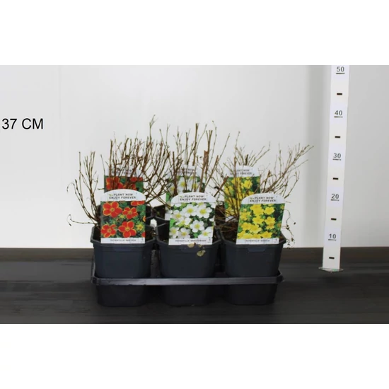Cserjés pimpó  POTENTILLA FAJTÁK 20/30 K2