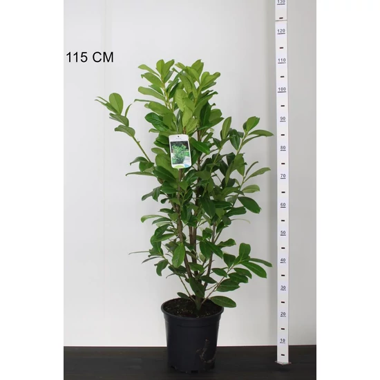Közönséges babérmeggy   PRUNUS LAUROCERASUS NOVITA 60/80 K6,5