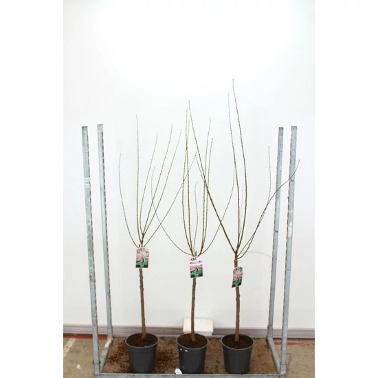 Babarózsa   PRUNUS TRILOBA T60 CS24