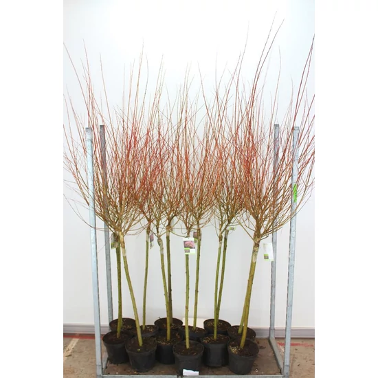 Tarkalevelű japán fűz  SALIX INTEGRA HAKURO-NISHIKI T80 K5