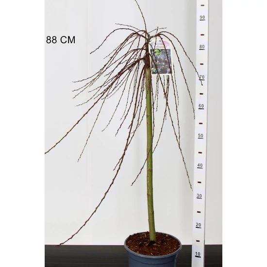 Csüngő barkafűz  SALIX REPANDENS ARMANDO T60 CS19