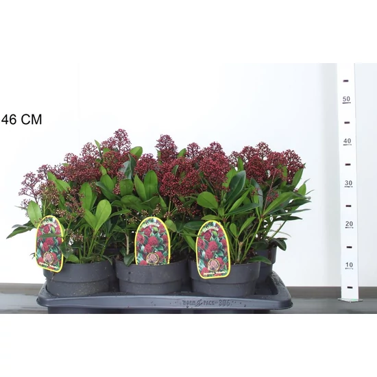 Japán dérbabér   SKIMMIA JAPONICA RUBELLA 30/35 CS17