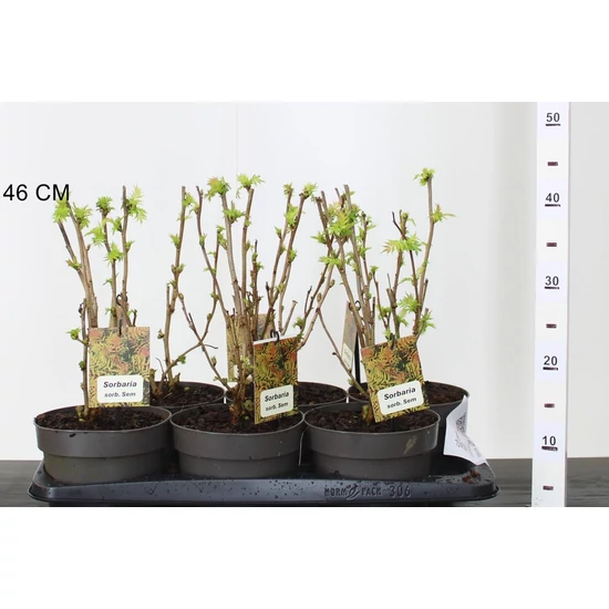 Aranylombú tollas gyöngyvessző SORBARIA SORBIFOLIA SEM 20/25 CS17
