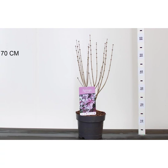 Törpe orgona SYRINGA MEYERI PALIBIN 30/40 CS19