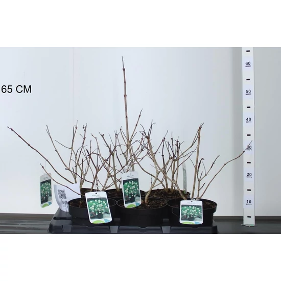 Labdarózsa    VIBURNUM OPULUS ROSEUM 20/+ K2
