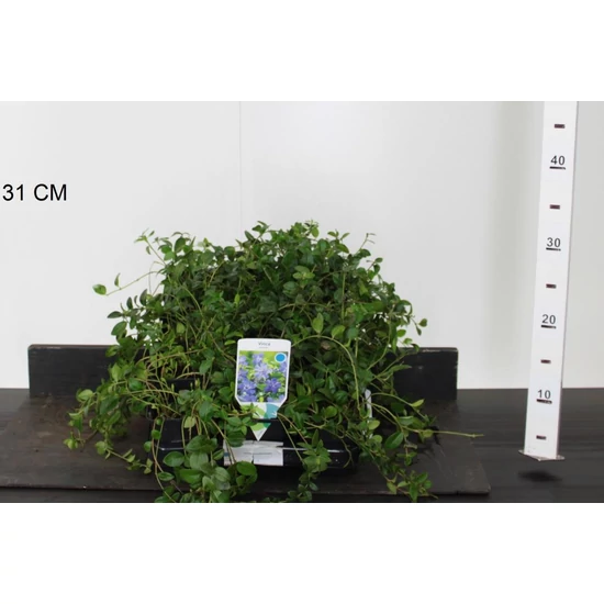 Kis meténg   VINCA MINOR CS9