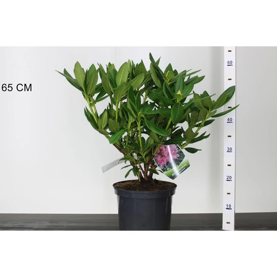 Havasszépe    RHODODENDRON COSMOPOLITAN 40CM K5
