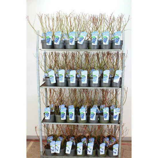 Kék áfonya VACCINIUM CORYMBOSUM 40CM K3