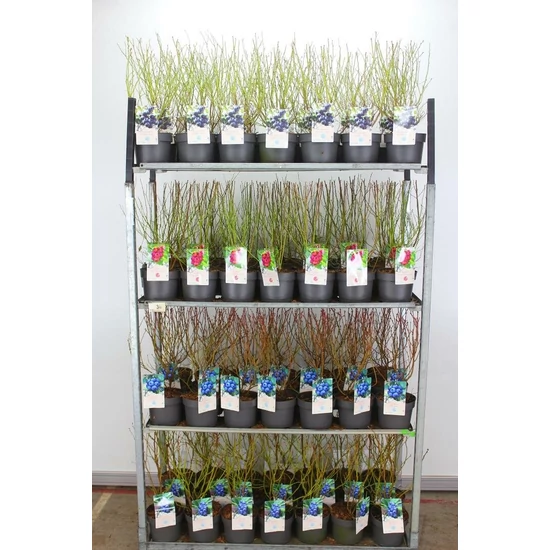 Kék áfonya VACCINIUM CORYMBOSUM 50/60 K3
